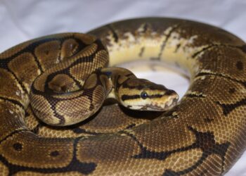 Quel est le féminin de serpent ?