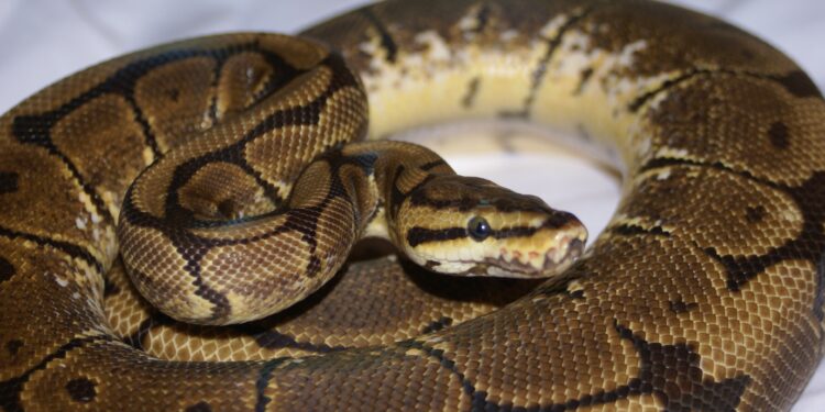 Quel est le féminin de serpent ?