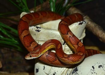 Quel est le féminin de serpent ?