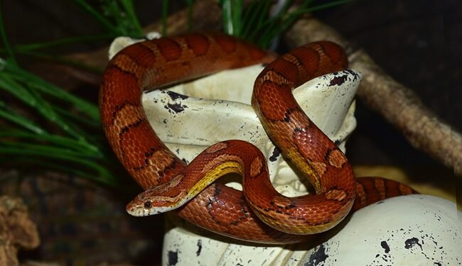 Quel est le féminin de serpent ?