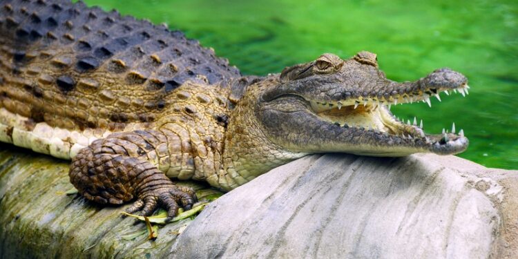 Quel est le féminin du mot serpent ?