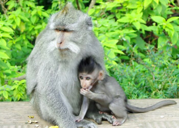 Quel est le féminin du mot serpent ?