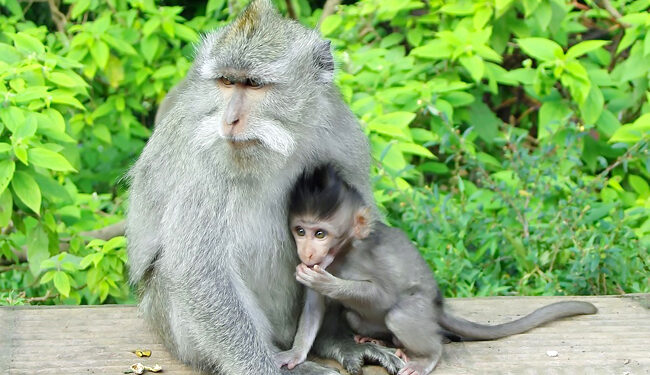Quel est le féminin du mot serpent ?