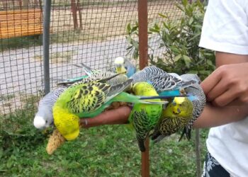 Quel est le fruit préféré des perruches ?