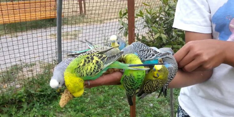 Quel est le fruit préféré des perruches ?