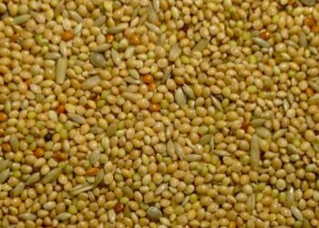 Quel est le fruit préféré des perruches ?