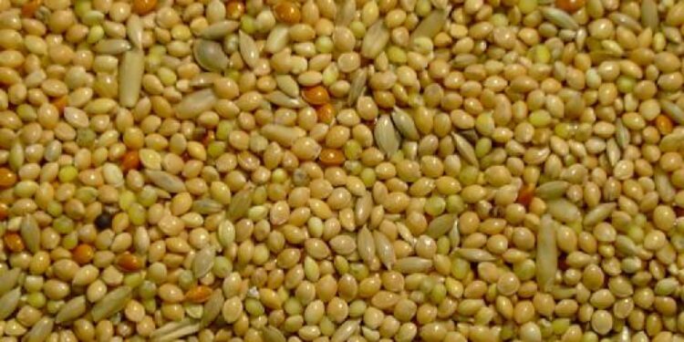 Quel est le fruit préféré des perruches ?