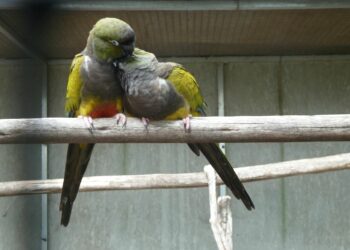 Quel est le fruit préféré des perruches ?