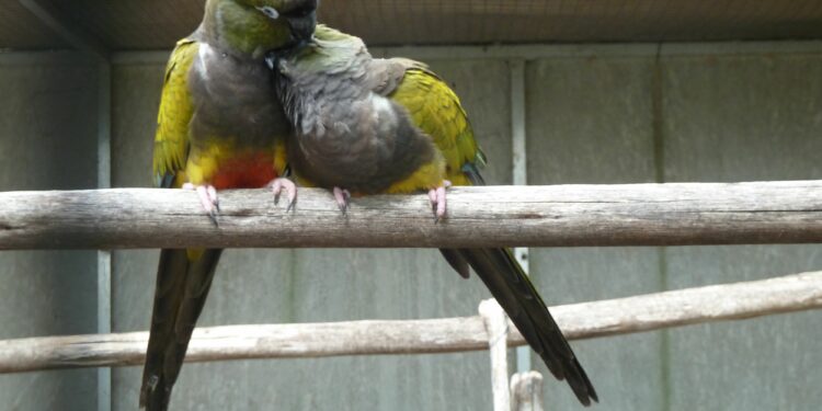 Quel est le fruit préféré des perruches ?