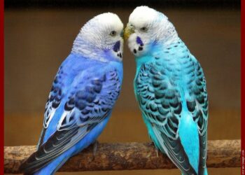 Quel est le fruit préféré des perruches ?