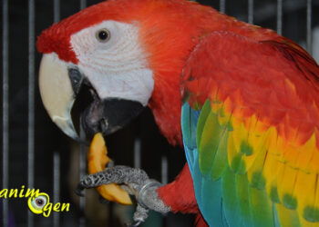 Quel est le fruit préféré des perruches ?