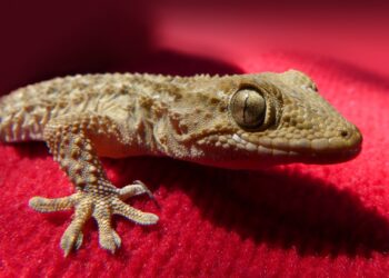 Quel est le gecko le moins cher ?