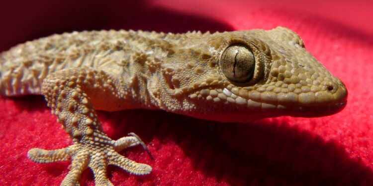 Quel est le gecko le moins cher ?