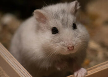 Quel est le hamster le plus calin ?