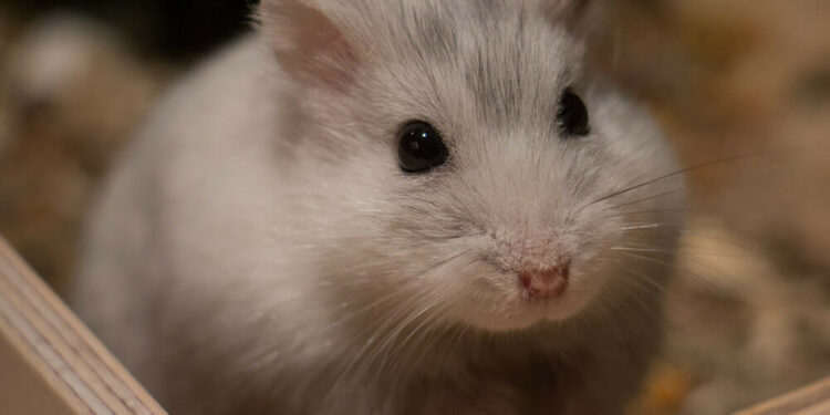 Quel est le hamster le plus calin ?