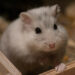 Quel est le hamster le plus calin ?
