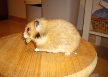 Quel est le hamster le plus calin ?