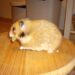Quel est le hamster le plus calin ?