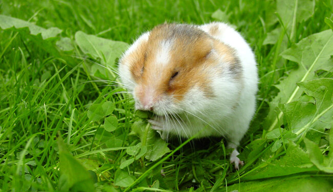 Quel est le hamster le plus gentil ?
