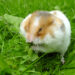 Quel est le hamster le plus gentil ?