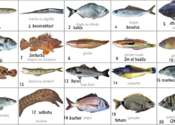 Quel est le jour de chance du poisson ?