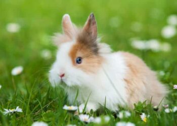 Quel est le lapin le plus affectueux ?
