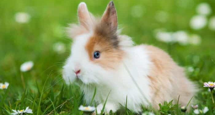 Quel est le lapin le plus affectueux ?