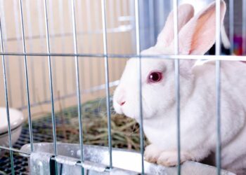 Quel est le lapin le plus affectueux ?
