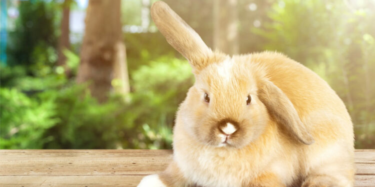 Quel est le lapin le plus affectueux ?