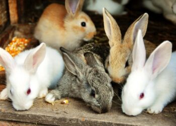Quel est le lapin le plus beau ?