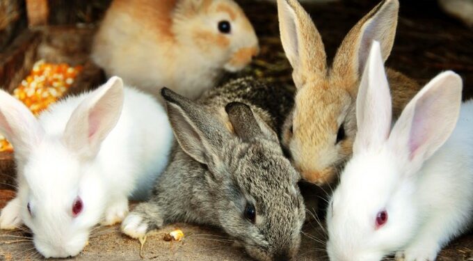 Quel est le lapin le plus beau ?