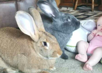 Quel est le lapin le plus calme ?