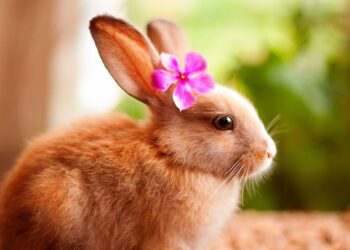 Quel est le lapin le plus gentil ?