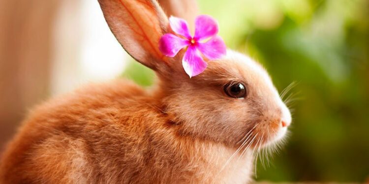 Quel est le lapin le plus gentil ?