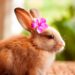 Quel est le lapin le plus gentil ?