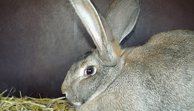 Quel est le lapin le plus lourd du monde ?