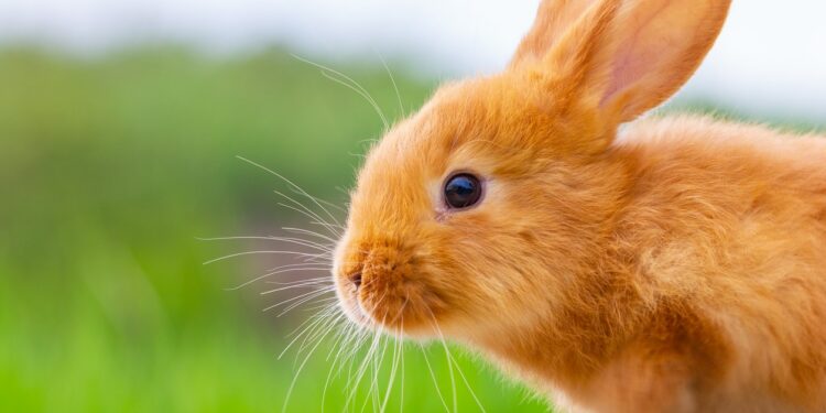 Quel est le lapin le plus propre ?