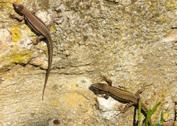 Quel est le lézard le plus affectueux ?