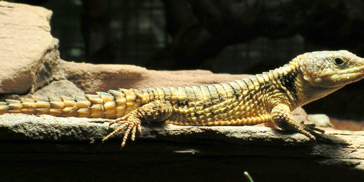 Quel est le lézard le plus affectueux ?