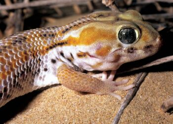 Quel est le lézard le plus affectueux ?