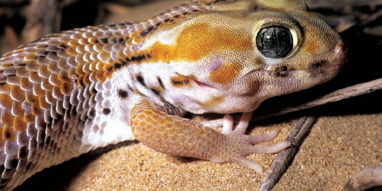 Quel est le lézard le plus affectueux ?