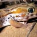 Quel est le lézard le plus affectueux ?