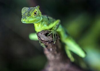 Quel est le lézard le plus affectueux ?