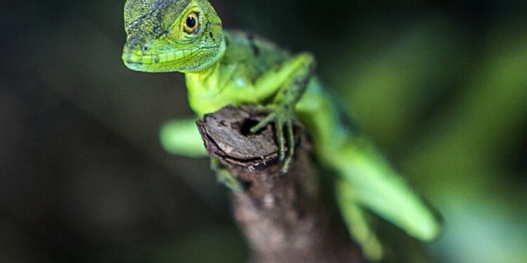 Quel est le lézard le plus affectueux ?