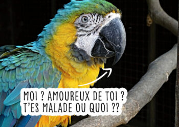 Quel est le lézard le plus facile ?