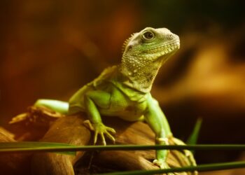 Quel est le lézard le plus facile ?