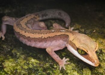 Quel est le lézard le plus facile ?