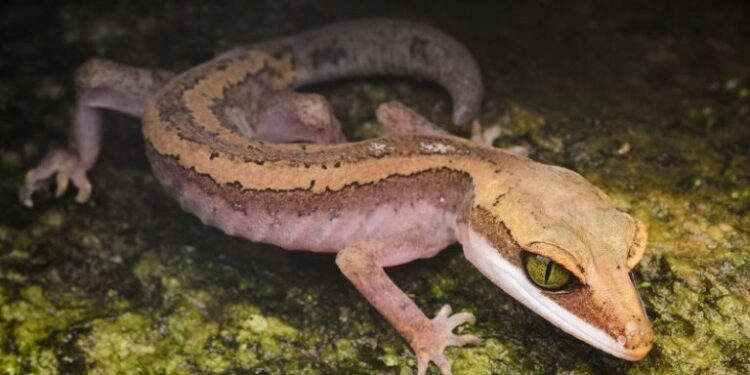 Quel est le lézard le plus facile ?