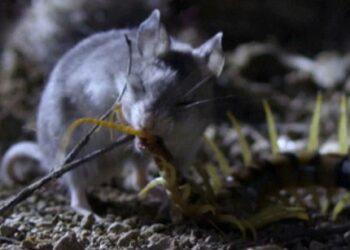 Quel est le mal de la souris ?