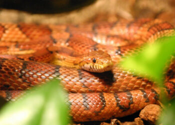 Quel est le mâle de la girafe ?